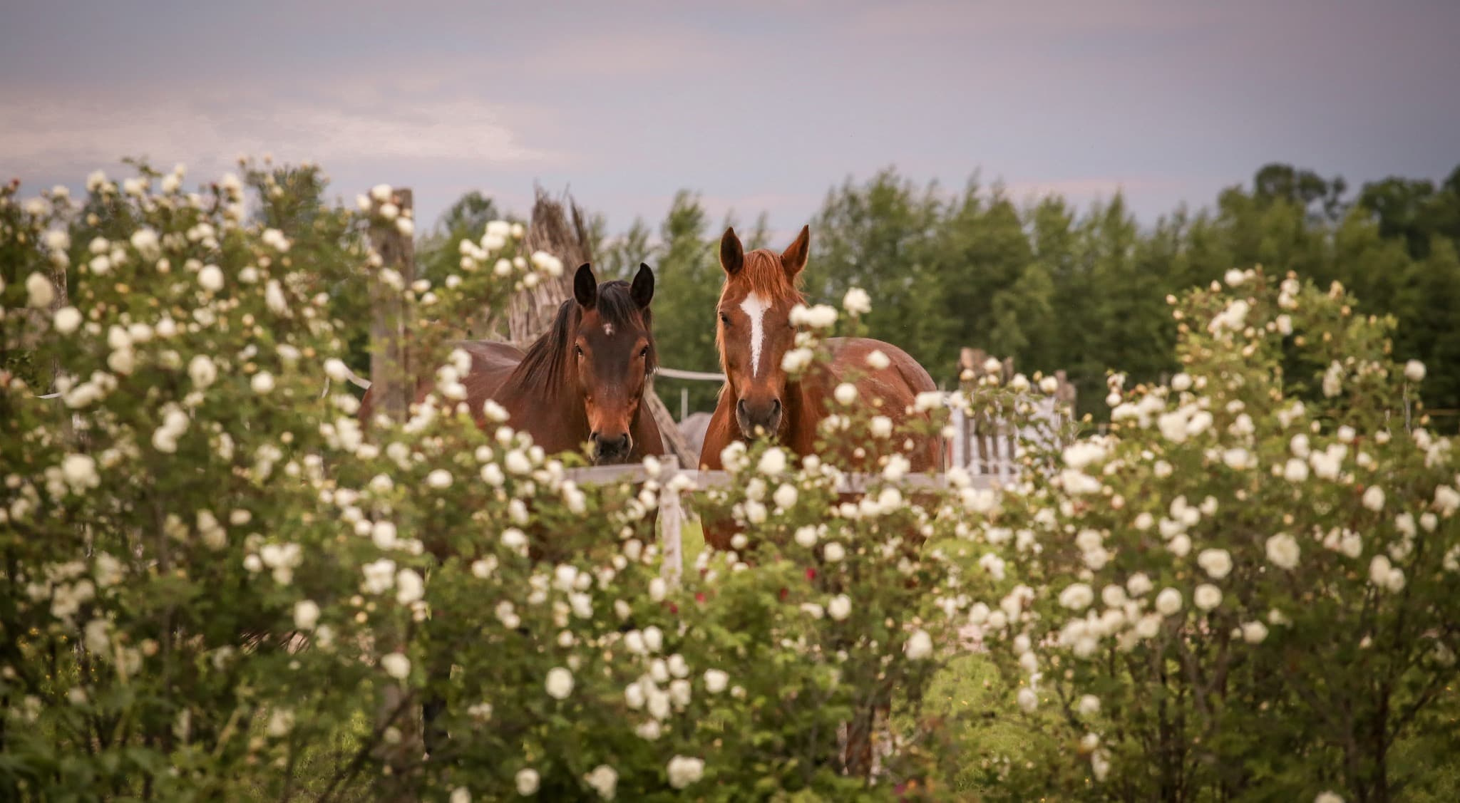 Stallis “Maijrozes”